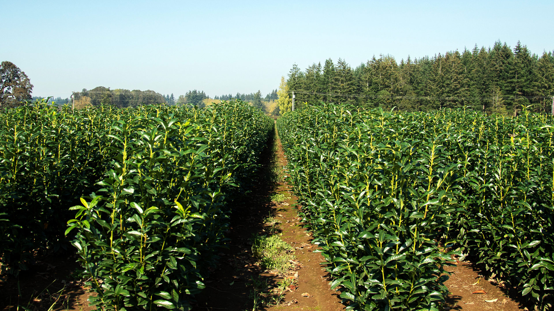Prunus laurocerasus 'Skinny Skip'